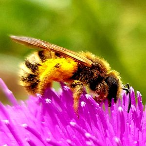 Une abeille sur une fleur de chardon