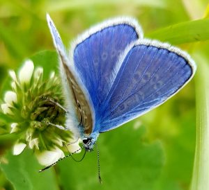 Papillon : l'Azuré bleu